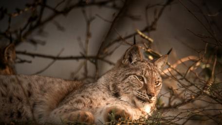 Majestic Lynx Relaxing in Nature wallpaper