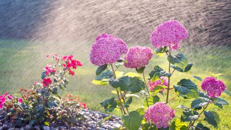 Garden sprinkle wallpaper