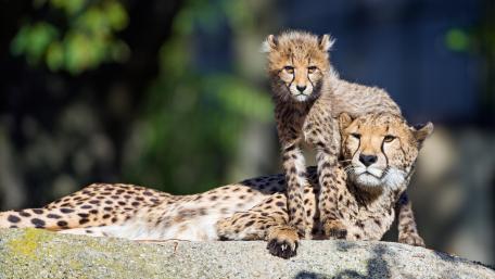 Cheetah Mother and Cub Relaxing Together wallpaper