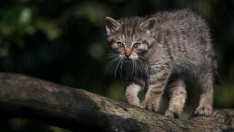 Playful Wild Cat Exploring Nature's Playground wallpaper
