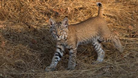Wild Bobcat in Natural Habitat Wallpaper wallpaper