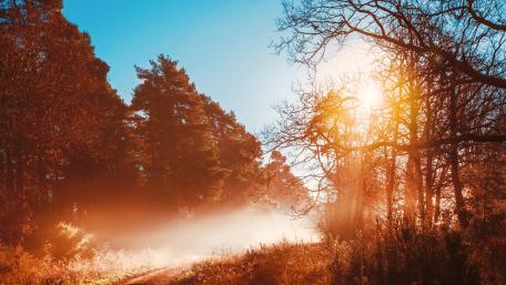 Golden Sunrise in Serene Forest Pathway wallpaper