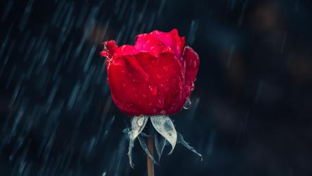 Red Rose in the Rain wallpaper