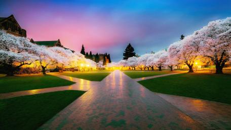 Cherry Blossom Evening Glow in Park wallpaper