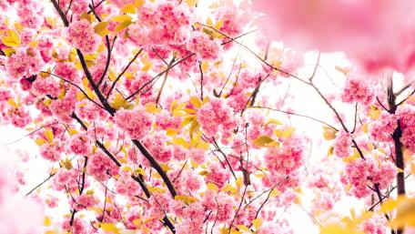 Springtime Symphony of Pink Blossoms wallpaper
