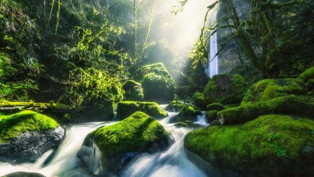 Mystical Forest Stream with Sunlit Moss wallpaper