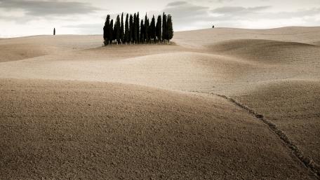 Desert Serenity Among Dunes and Trees wallpaper