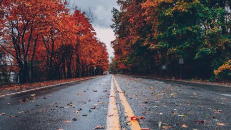 Autumn Serenity on a Woodland Path wallpaper