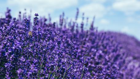 Lavender Fields Under Clear Blue Skies wallpaper