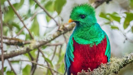 Vibrant Quetzal Perched in Nature's Embrace wallpaper