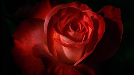 Radiant Red Rose Elegance wallpaper