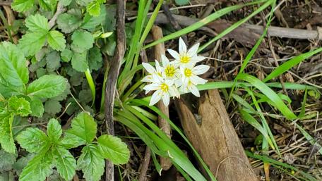 wildflowers wallpaper