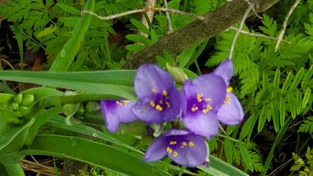 Vibrant Purple Flowers in Nature's Embrace wallpaper