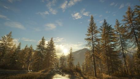 Sunlit Pines in Tranquil Mountain Forest wallpaper