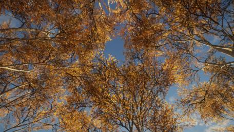 Golden Canopy of Autumn Leaves wallpaper