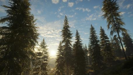 Serene Forest Sunrise Wallpaper wallpaper