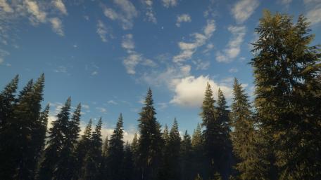 Majestic Pine Forest Under a Blissful Sky wallpaper