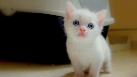 Adorable White Kitten with Bright Blue Eyes wallpaper
