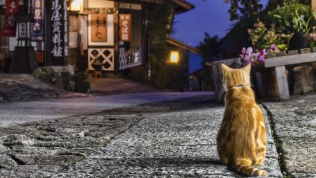 Serene Evening Stroll of a Cat in a Quaint Village wallpaper