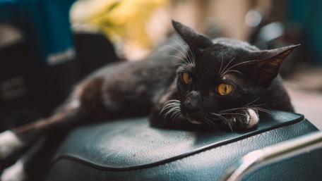 Sleek Black Cat Relaxing on a Motorcycle Seat wallpaper