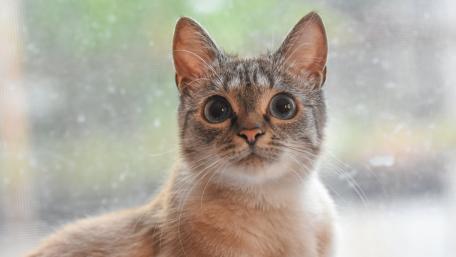 Curious Eyes of a Playful Kitten wallpaper