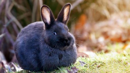 Adorable Black Rabbit in Sunshine wallpaper