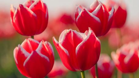 Vibrant Red Tulips in Blooming Splendor wallpaper