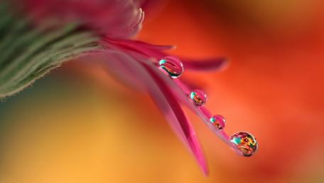 Vibrant Flower Petals with Waterdrops Highlighting Nature's Beauty wallpaper