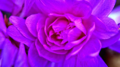 Vibrant Purple Bloom Wallpaper for Floral Lovers wallpaper