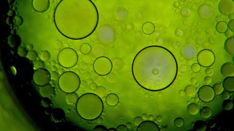 Bubbles in a Green Dreamscape wallpaper