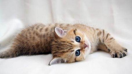 Cute Kitten with Striking Blue Eyes Relaxing on Soft Background wallpaper