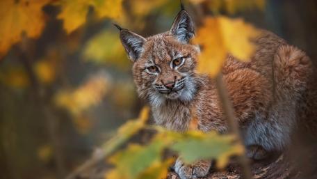 Majestic Lynx Amid Autumn Leaves wallpaper