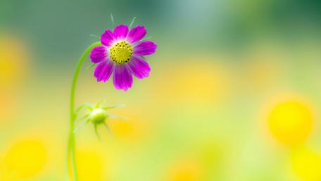 Vibrant Blossom in Soft Focus wallpaper