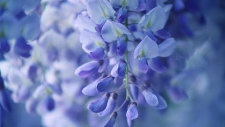 Delicate Blooms of Wisteria in Purple Hues wallpaper