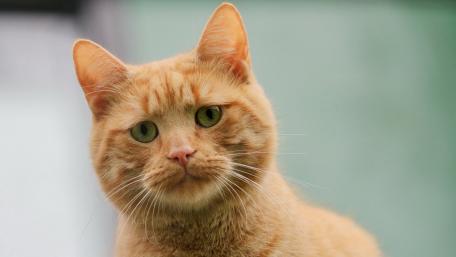 Orange Cat with Striking Green Eyes wallpaper