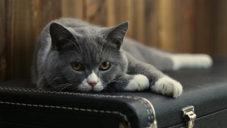 Charming Gray Cat Relaxing on a Comfy Surface wallpaper
