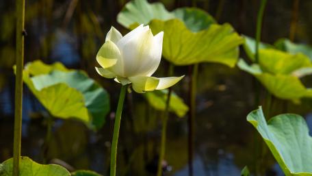 Elegant White Lotus Blooming Amidst Lush Green Leaves wallpaper