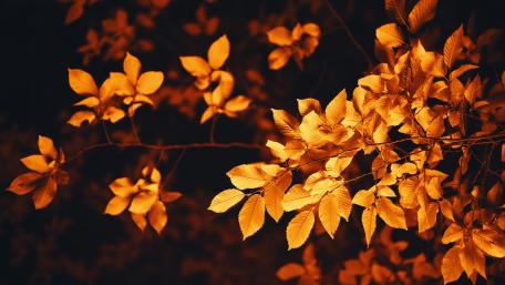 Golden Leaves in Twilight Glow wallpaper
