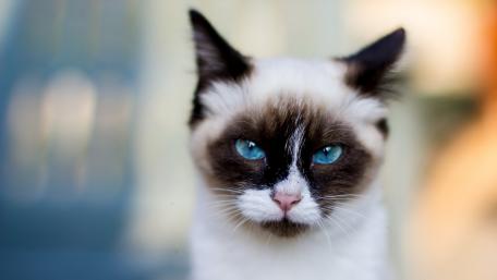 Captivating Siamese Cat with Striking Blue Eyes wallpaper