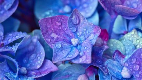 Vibrant Hydrangeas Drenched in Rain wallpaper