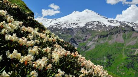 Majestic Mountain Blossoms Amidst Snowy Peaks wallpaper
