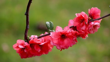 Blooming Vibrance in Nature's Palette wallpaper