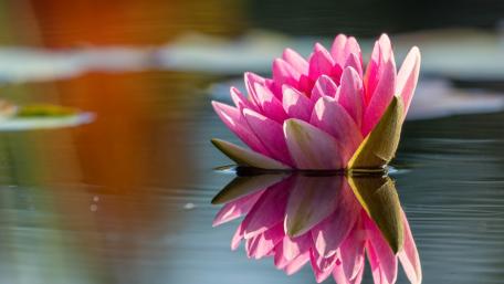 Blossoming Serenity in Water Gardens wallpaper