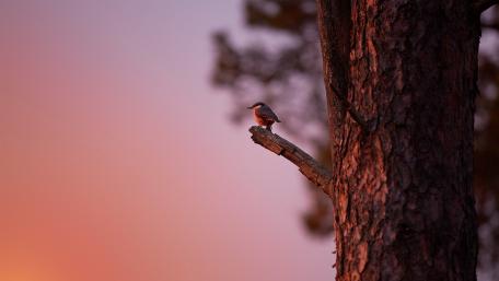 Serenity at Sunrise with a Bird Perched on a Tree Branch wallpaper