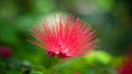 Vibrant Pink Flower Capturing Nature's Beauty wallpaper