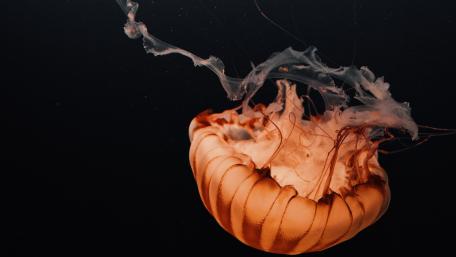 Glowing Jellyfish in the Depths of the Ocean wallpaper