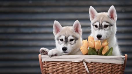 Adorable Huskies Surrounded by Flowers wallpaper