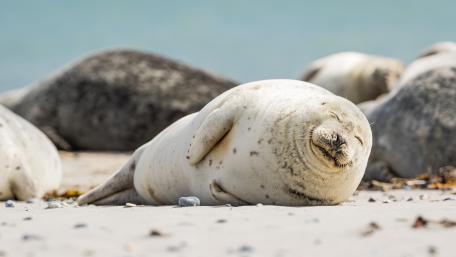 Charming Seals Relaxing on the Beach wallpaper