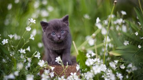 Adorable Gray Kitten Surrounded by Flowers wallpaper