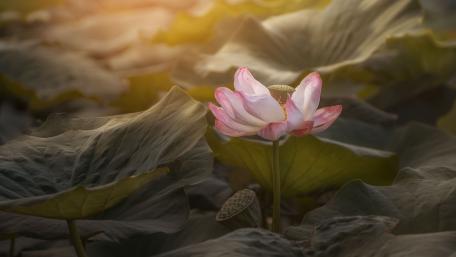 Elegant Lotus Blossom Amidst Green Leaves wallpaper